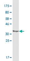 Anti-PAX7 Mouse Monoclonal Antibody [clone: 3F10]