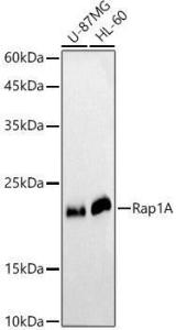 Western blot analysis of extracts of various cell lines, using Anti-RAP1A Antibody (A12733) at 1:1000 dilution. The secondary Antibody was Goat Anti-Rabbit IgG H&L Antibody (HRP) at 1:10000 dilution. Lysates/proteins were present at 25 µg per lane