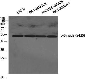 Western blot analysis of various cells using Anti-Smad3 (phospho Ser425) Antibody