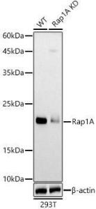 Western blot analysis of extracts from wild type(WT) and Rap1A knockdown (KD) 293T cells, using Anti-RAP1A Antibody (A12733) at 1:1000 dilution. The secondary Antibody was Goat Anti-Rabbit IgG H&L Antibody (HRP) at 1:10000 dilution. Lysates/proteins were present at 25 µg per lane