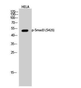 Western blot analysis of HELA cells using Anti-Smad3 (phospho Ser425) Antibody