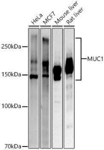 Anti-MUC1 antibody