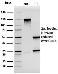 Anti-Synaptophysin antibody