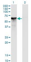 Anti-SF1 Mouse Monoclonal Antibody [clone: 2E12]