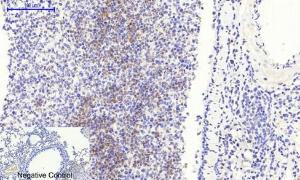 Immunohistochemical analysis of paraffin-embedded mouse lung tissue using Anti-Smad3 (phospho Ser425) Antibody at 1:200 (4°C overnight). Negative control was secondary antibody only.