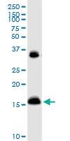 Anti-IFITM3 Rabbit Polyclonal Antibody