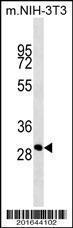 Anti-THAP11 Mouse Monoclonal Antibody [clone: 364CT25.4.2]