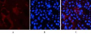 Immunofluorescence analysis of mouse kidney tissue using Anti-Smad3 (phospho Ser425) Antibody (red) at 1:200 (4°C overnight). Cy3 labelled secondary antibody was used at 1:300 (RT 50min). Panel A: Target. Panel B: DAPI. Panel C: Merge.