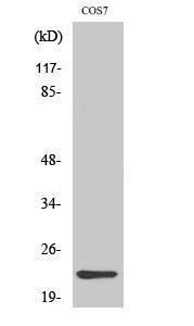 Western blot analysis of various cells using Anti-CBLN4 Antibody