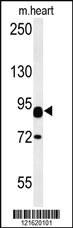 Anti-CNTN2 Rabbit Polyclonal Antibody