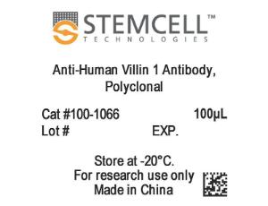 Anti-human Villin 1 antibody, polyclonal