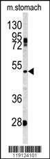 Anti-MBD3 Rabbit Polyclonal Antibody