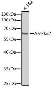 Western blot analysis of extracts of K-562 cells, using Anti-AMPK alpha 2 Antibody (A308298). The secondary antibody was Goat Anti-Rabbit IgG H and L Antibody (HRP) at 1:10,000 dilution. Lysates/proteins were present at 25 µg per lane. The blocking buffer used was 3% non-fat dry milk in TBST