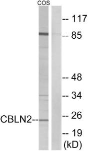 Anti-CBLN2 Rabbit Polyclonal Antibody