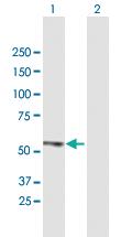 Anti-ZBTB14 Mouse Polyclonal Antibody