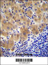 Anti-GGH Rabbit Polyclonal Antibody (APC (Allophycocyanin))