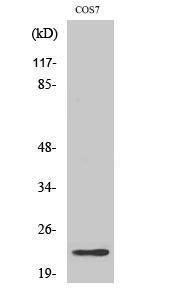 Anti-CBLN2 Rabbit Polyclonal Antibody