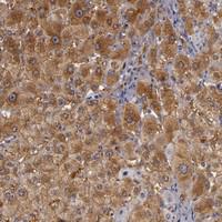 Anti-ZNF229 Rabbit Polyclonal Antibody