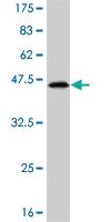 Anti-TTF2 Mouse Monoclonal Antibody [clone: 3D11]