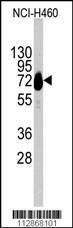 Anti-CDH10 Rabbit Polyclonal Antibody (Biotin)