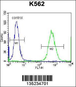 Anti-CTF1 Rabbit Polyclonal Antibody (AP (Alkaline Phosphatase))