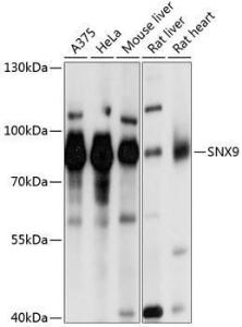 Western blot analysis of extracts of various cell lines, using Anti-SH3PX1/SNX9 Antibody (A12735) at 1:1,000 dilution