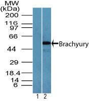 Anti-Brachyury Rabbit Polyclonal Antibody