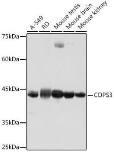 Western blot analysis of extracts of various cell lines, using Anti-COPS3/CSN3 Antibody [ARC2182] (A308299) at 1:1,000 dilution The secondary antibody was Goat Anti-Rabbit IgG H&L Antibody (HRP) at 1:10,000 dilution Lysates/proteins were present at 25 µg per lane