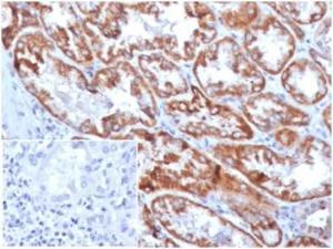 Immunohistochemical analysis of formalin-fixed, paraffin-embedded human kidney using Anti-FGF23 Antibody [FGF23/4169] at 2 µg/ml in PBS for 30 minutes at room temperature