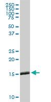 Anti-IFITM3 Rabbit Polyclonal Antibody