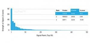 Analysis of protein array containing more than 19,000 full-length human proteins using Anti-FGF23 Antibody [FGF23/4169]