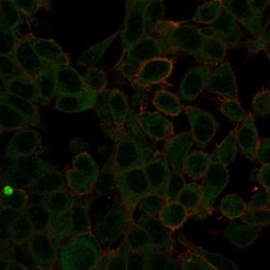 Immunofluorescent analysis of PFA fixed HeLa cells stained with Anti-ZBTB7C Antibody [PCRP-ZBTB7C-4E12] followed by Goat Anti-Mouse IgG (CF&#174; 488) (Green). Counterstain is Phalloidin-CF&#174; 640A (Red)