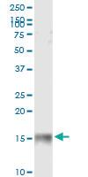 Anti-IFITM3 Rabbit Polyclonal Antibody