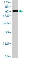 Anti-DNAJA4 Mouse Polyclonal Antibody