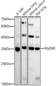 Western blot analysis of extracts of various cell lines, using Anti-MyD88 Antibody (A12738) at 1:500 dilution