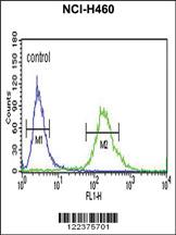 Anti-ALG14 Rabbit Polyclonal Antibody