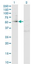 Anti-ZFP161 Mouse Monoclonal Antibody [clone: 4F7]