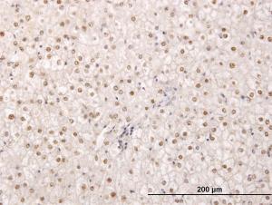 Anti-TPRX1 Mouse Monoclonal Antibody [clone: 2B4]