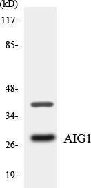 Antibody anti-AIG1 A101561-100 100 µg