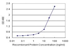 Anti-DNAJA4 Polyclonal Antibody Pair