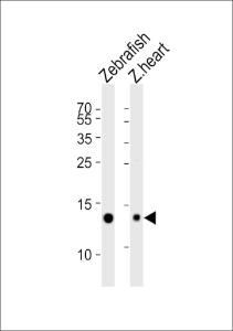 Anti-FABP10A Rabbit Polyclonal Antibody