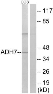 Western blot analysis of lysates from COS7 cells using Anti-ADH7 Antibody. The right hand lane represents a negative control, where the antibody is blocked by the immunising peptide