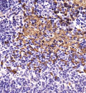 Anti-HIST3H3 Rabbit Polyclonal Antibody (DyLight® 550)