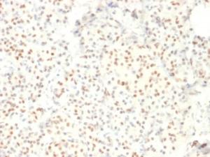 Immunohistochemical analysis of formalin-fixed, paraffin-embedded human pancreas using Anti-LMO2 Antibody [LMO2/1971]