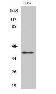 Western blot analysis of various cells using Anti-ADH7 Antibody