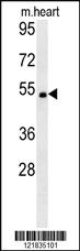 Anti-DNAJC9 Rabbit Polyclonal Antibody