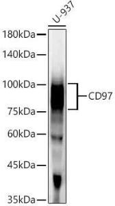 Western blot analysis of U-937, using Anti-CD97 Antibody [ARC55829] (A308300) at 1:2,000 dilution. The secondary antibody was Goat Anti-Rabbit IgG H&L Antibody (HRP) at 1:200000 dilution.