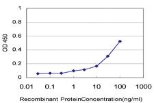 Anti-PPA1 Mouse Monoclonal Antibody [clone: 3B2]