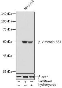 Western blot analysis of extracts of NIH/3T3 cells, using Anti-Vimentin (phospho Ser83) Antibody (A308301) at 1:1,000 dilution NIH/3T3 cells were treated by Paclitaxel (100 nM/ml) at 37°C for 20 hours NIH/3T3 cells were treated by Hydroxyurea (4 mM) at 37°C for 20 hours