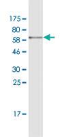 Anti-PDCL Mouse Monoclonal Antibody [clone: 4G5]